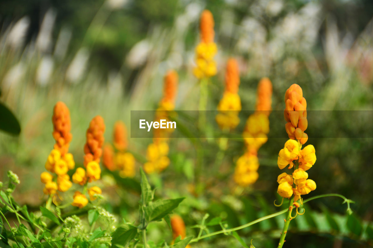 CLOSE-UP OF YELLOW FLOWERS