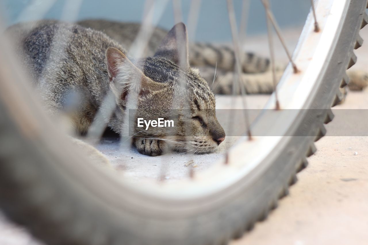 CLOSE-UP OF A CAT SLEEPING ON METAL IN A ROW