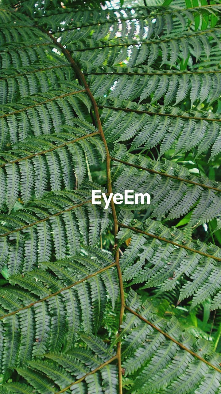 HIGH ANGLE VIEW OF FERN LEAVES