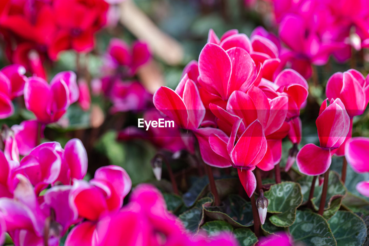 CLOSE-UP OF PINK ROSES