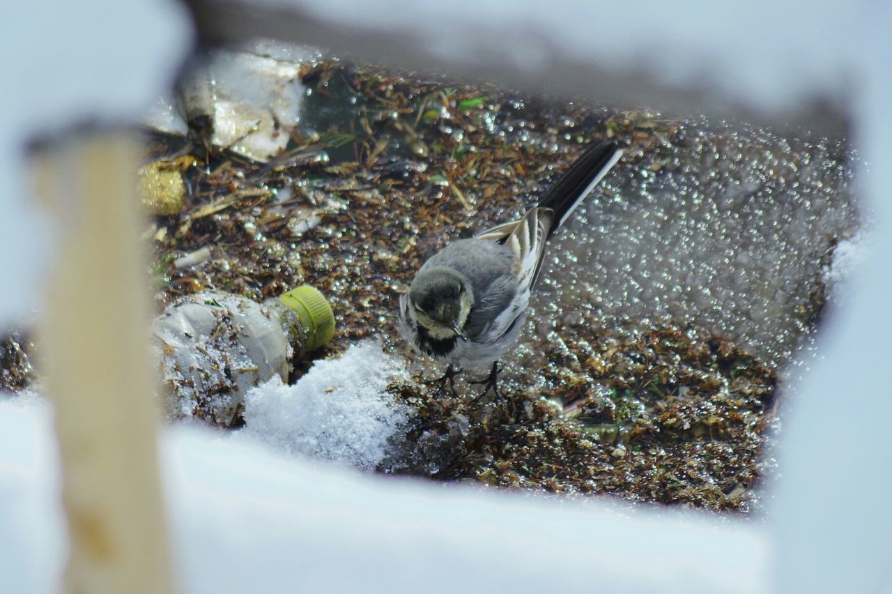 CLOSE-UP OF DUCK ON SNOW