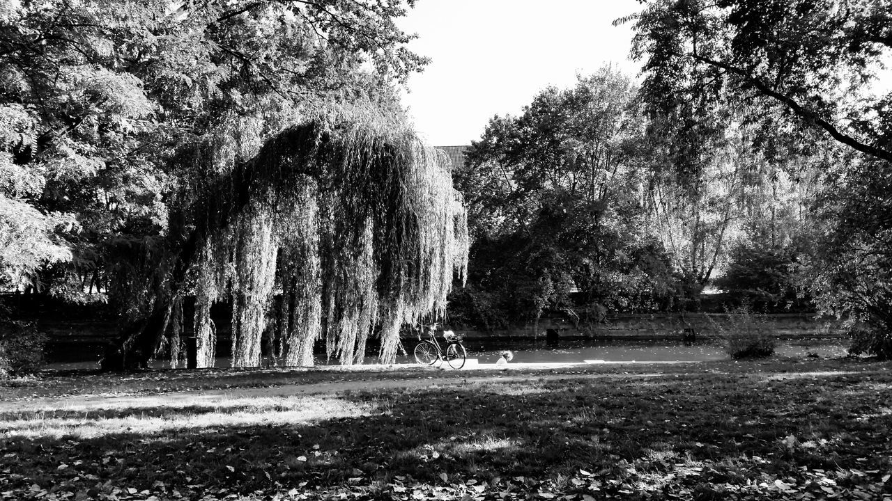 TREES ON GRASSY FIELD