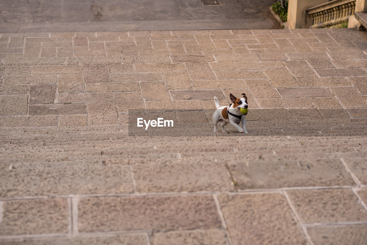 HIGH ANGLE VIEW OF DOG SITTING BY FOOTPATH