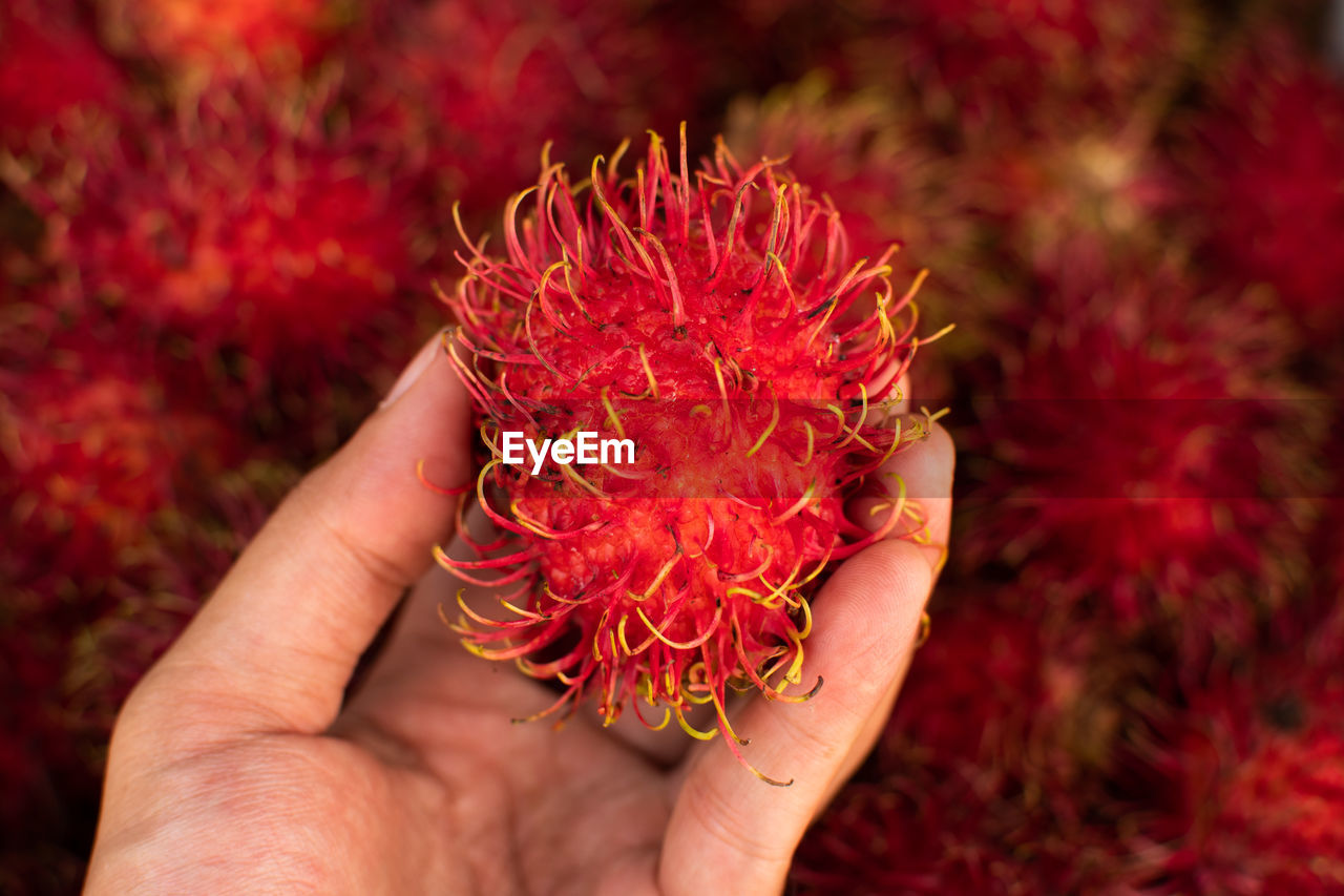 Cropped image of hand holding red rambutan 