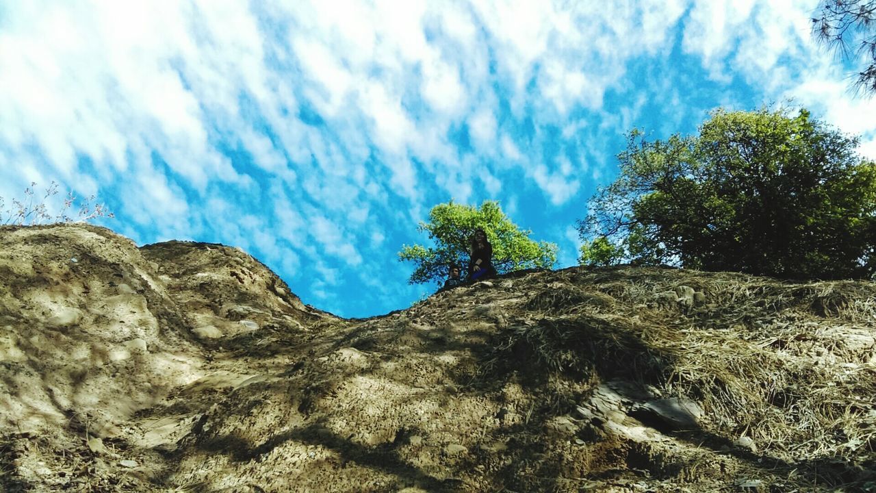 TREES AGAINST SKY