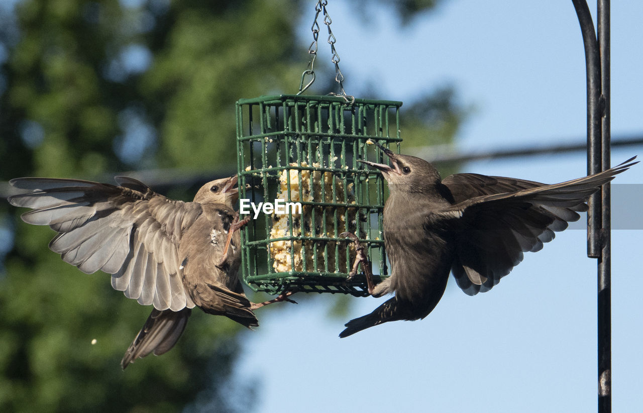 CLOSE-UP OF BIRD FLYING HANGING FROM A WOODEN POLE