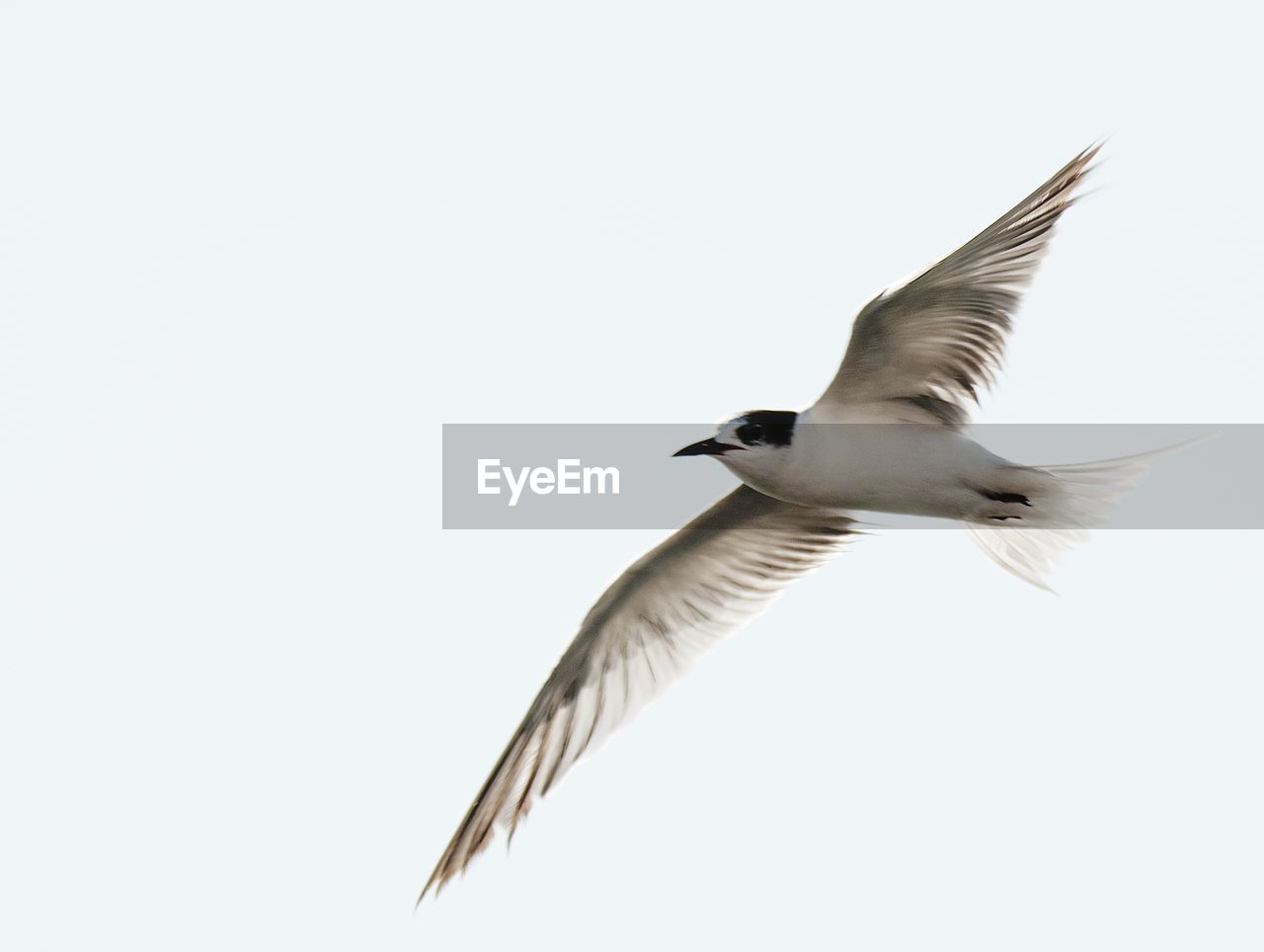 CLOSE-UP OF BIRD FLYING AGAINST SKY