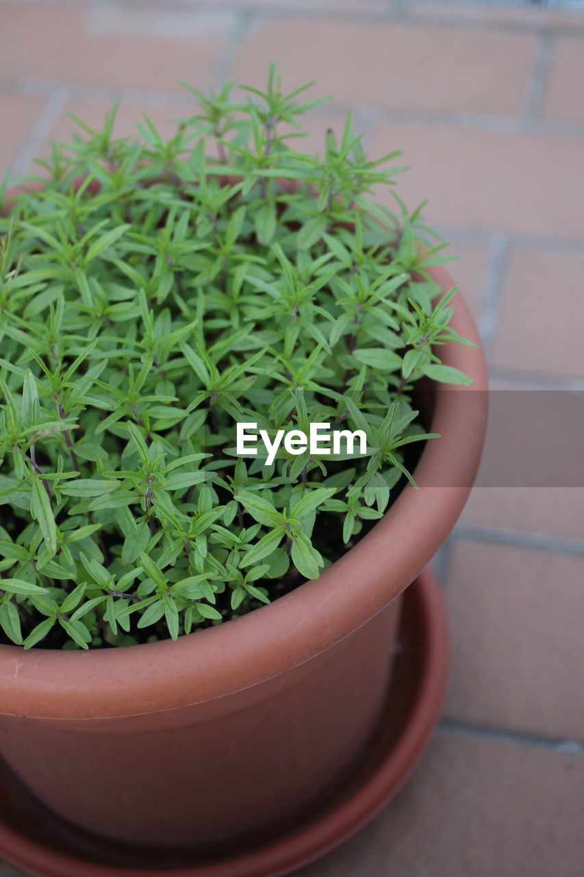 CLOSE-UP OF POTTED PLANTS