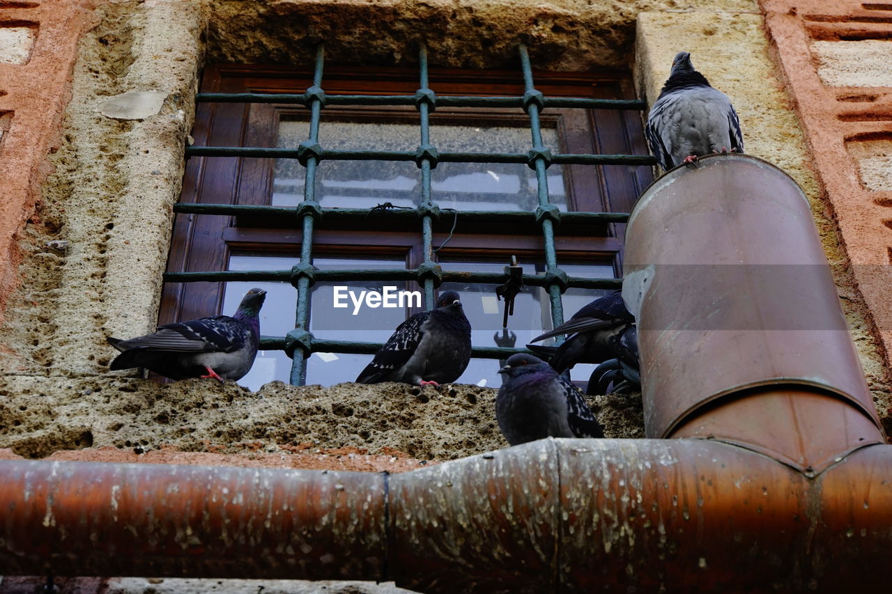 LOW ANGLE VIEW OF PIGEON PERCHING ON A BUILDING