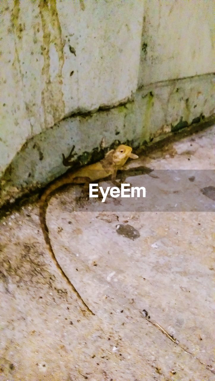 CLOSE-UP OF BIRD ON WALL