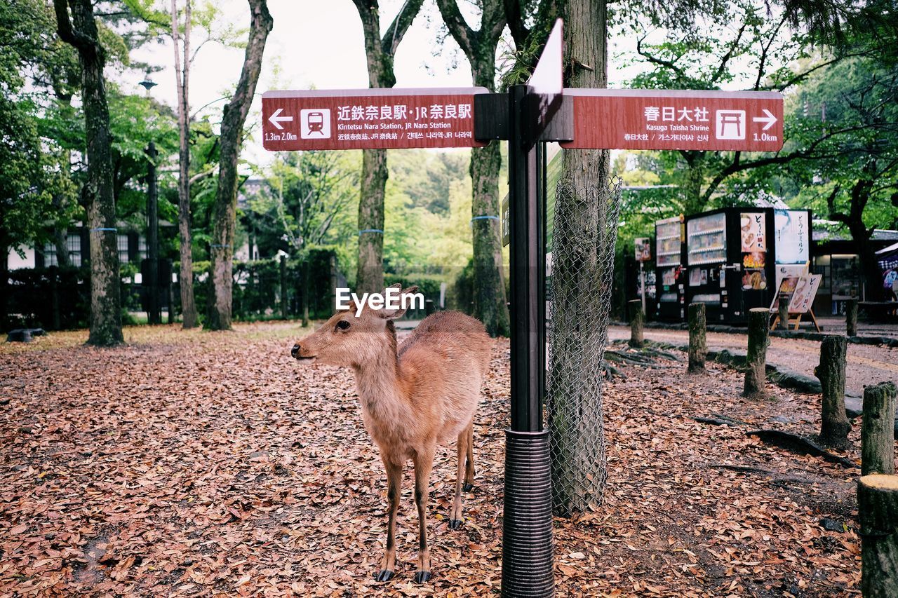 VIEW OF DEER STANDING BY ROAD