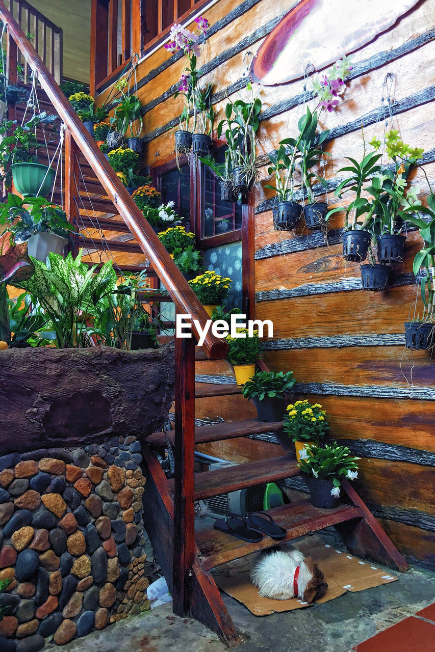 POTTED PLANT BY STAIRCASE AGAINST BUILDING