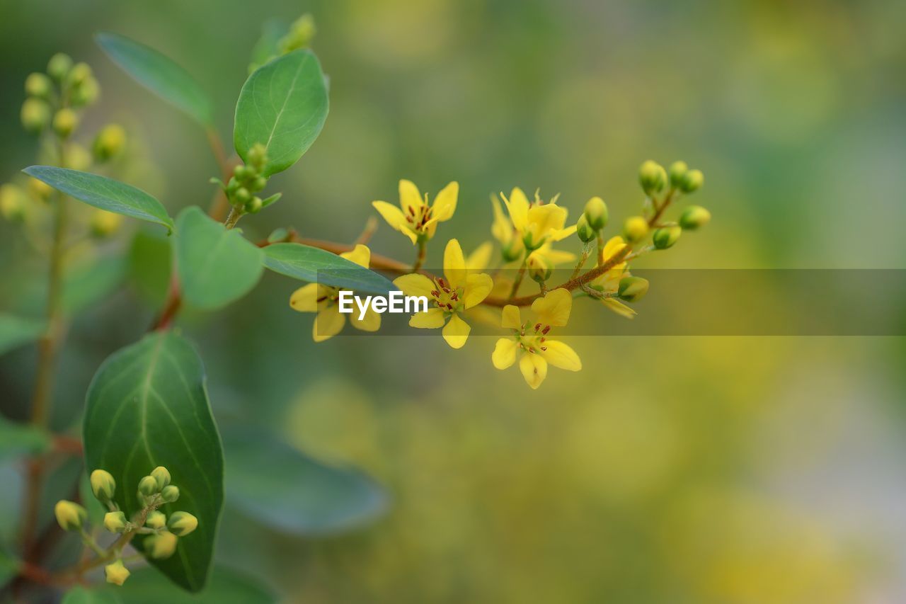 CLOSE-UP OF YELLOW FLOWERING PLANT AGAINST BLURRED BACKGROUND