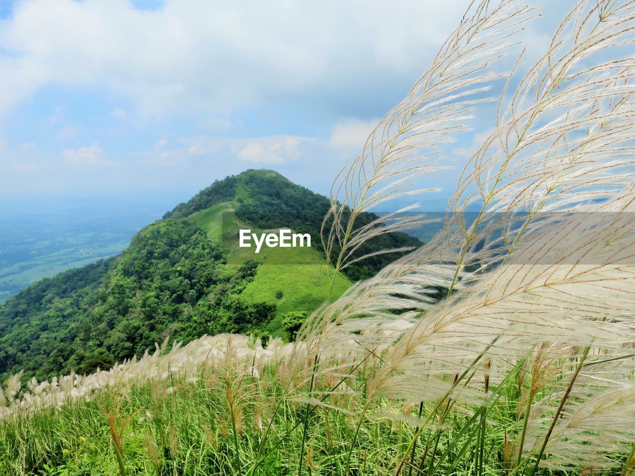 CLOSE-UP OF WHEAT GROWING ON FIELD