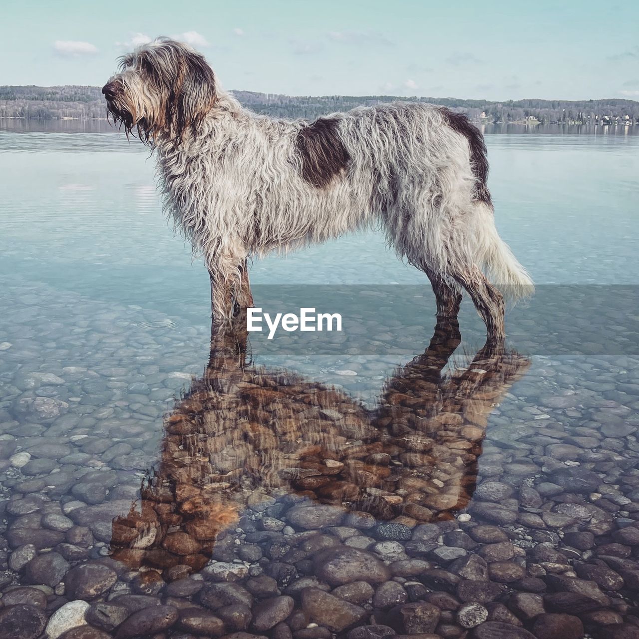 Dog standing in the lake