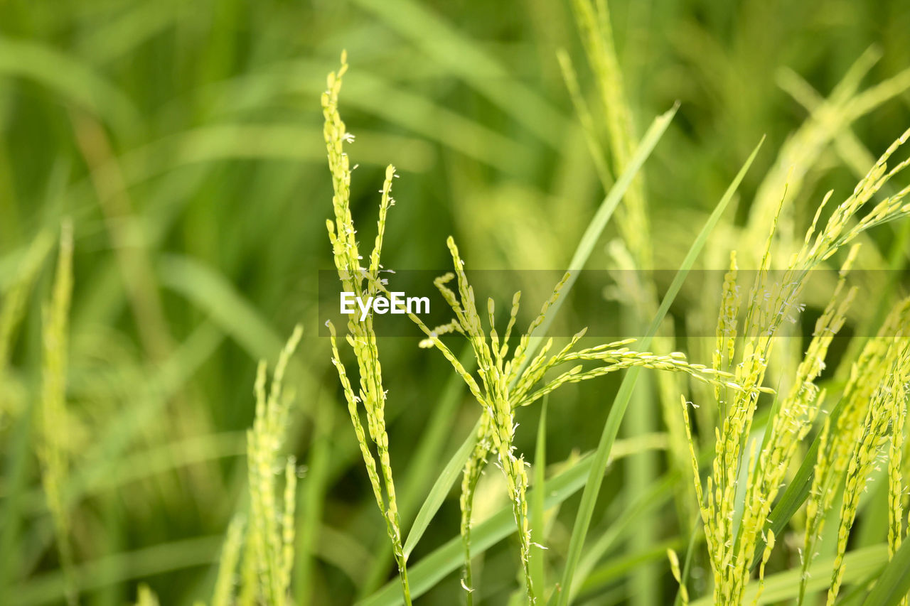 Close-up of crops growing on field