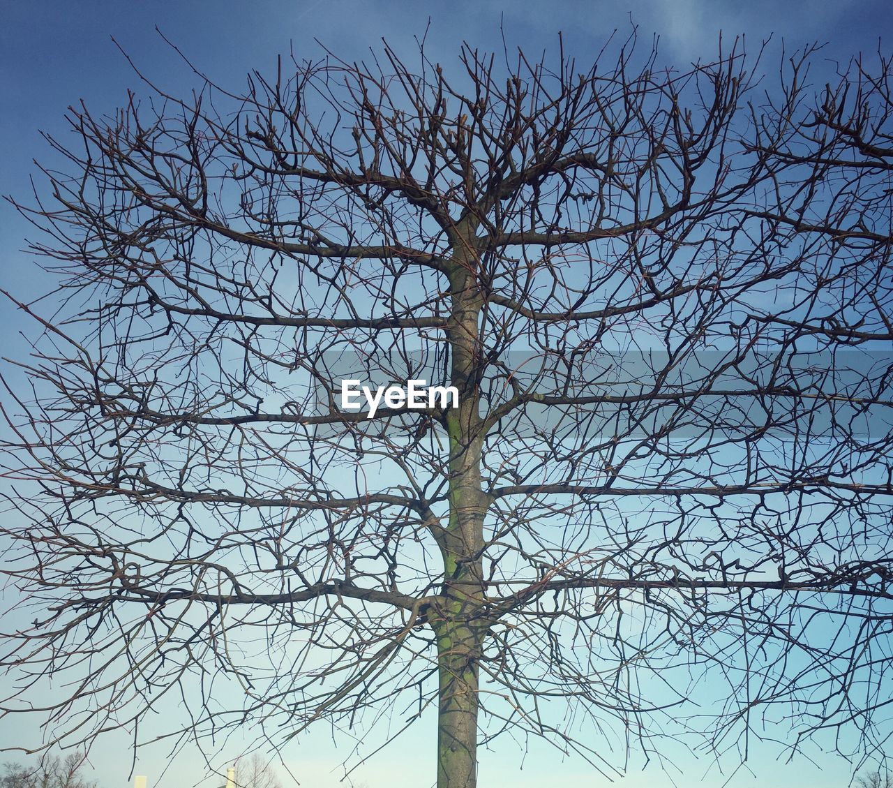 LOW ANGLE VIEW OF TREE AGAINST SKY