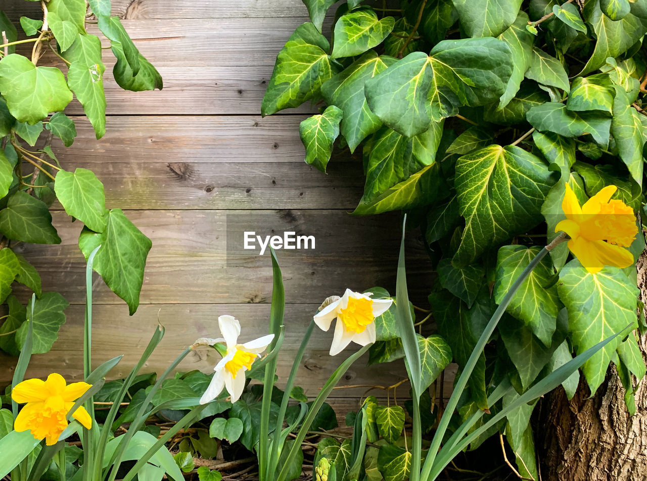 High angle view of yellow flowering plant leaves on wood