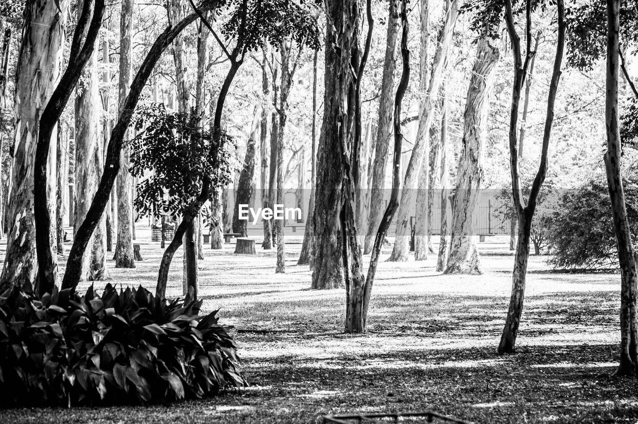 TREES ON ROAD IN PARK