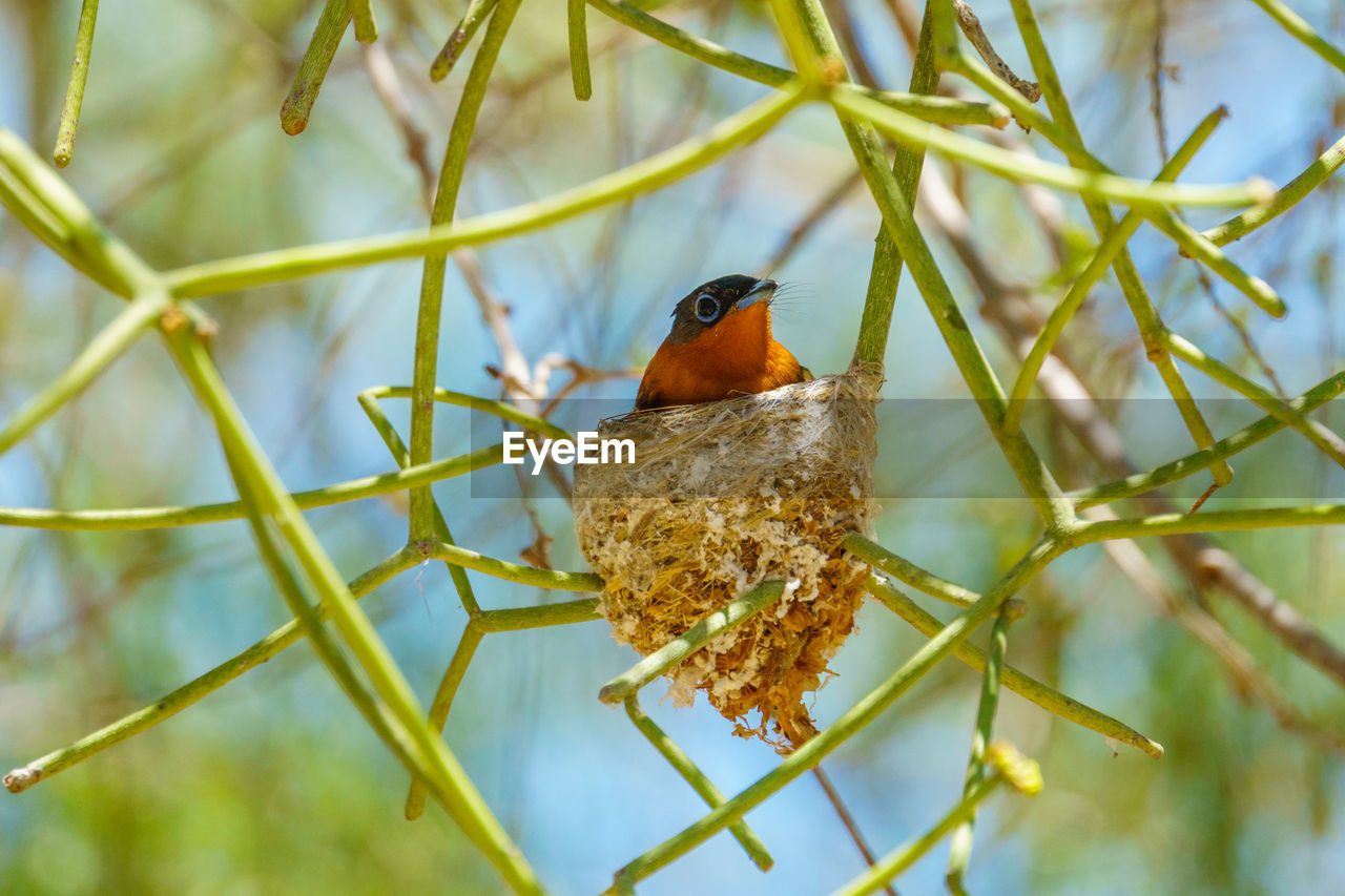 LOW ANGLE VIEW OF BIRD PERCHING ON BRANCH