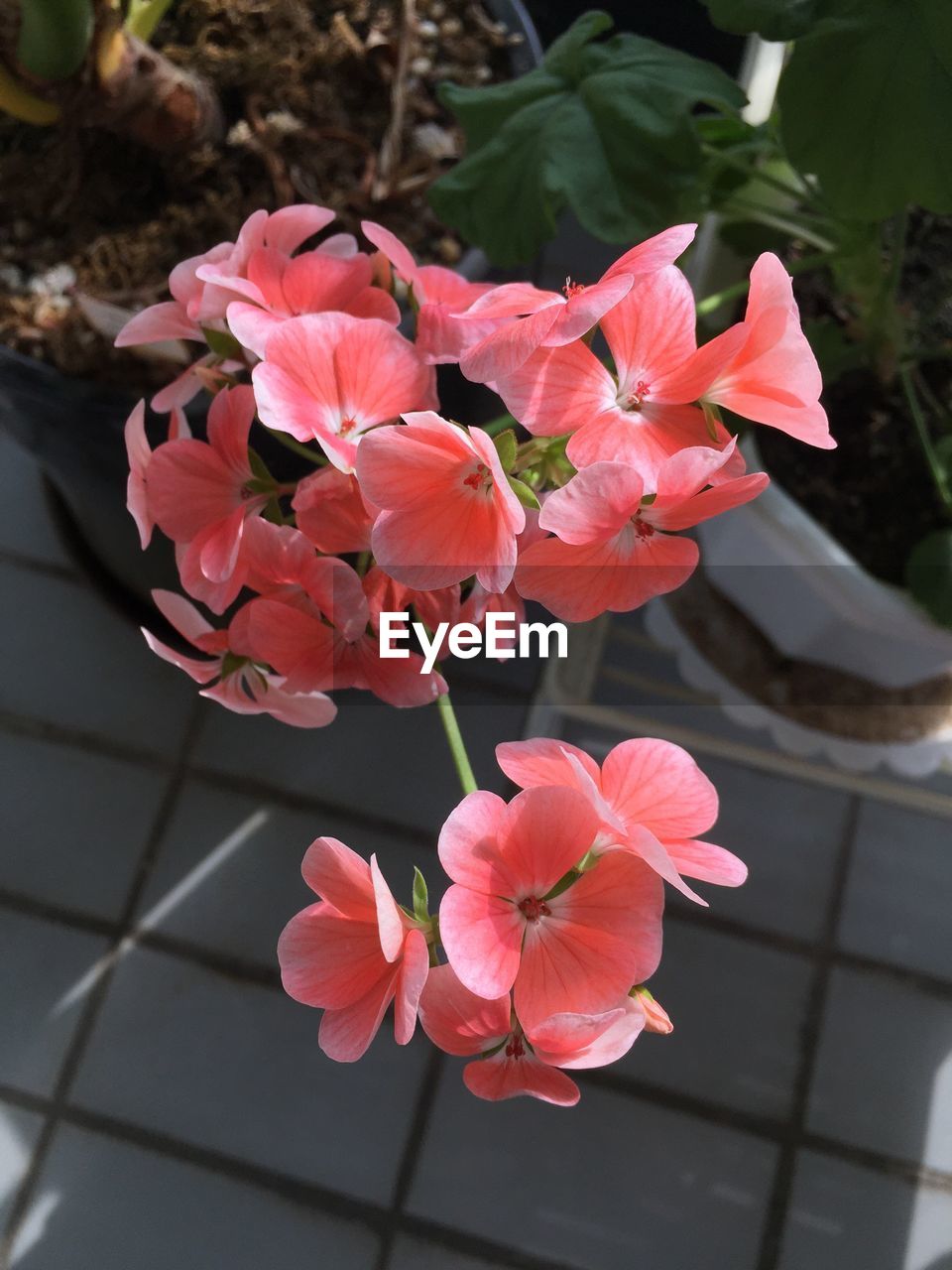 CLOSE-UP OF PINK BOUGAINVILLEA BLOOMING