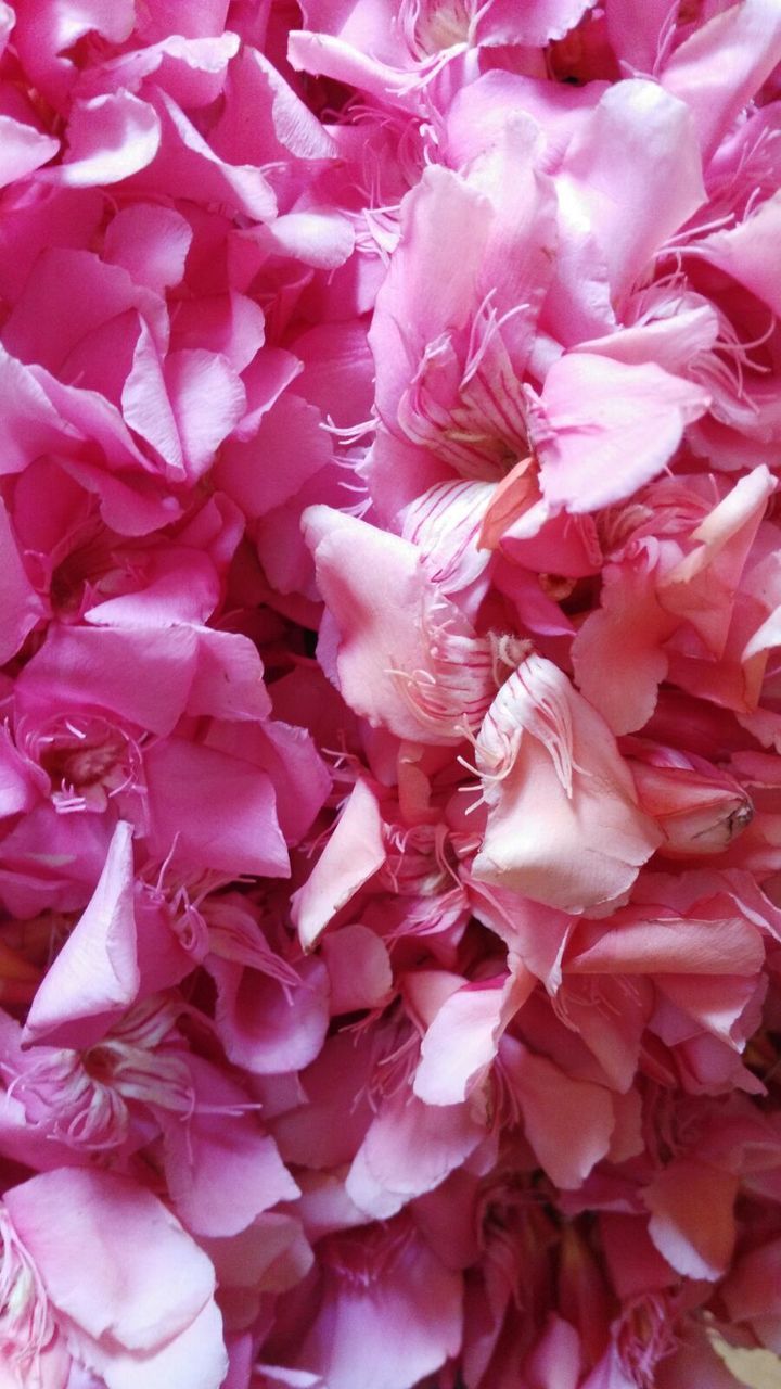 MACRO SHOT OF PINK FLOWERS