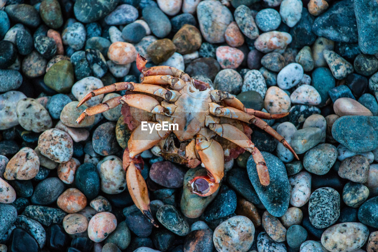 High angle view of crab on beach