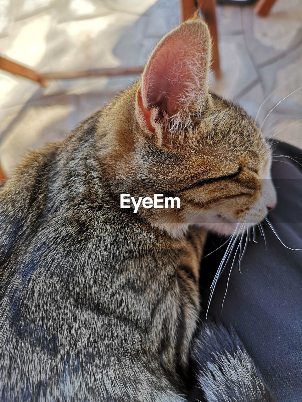 Close-up of a cat sleeping