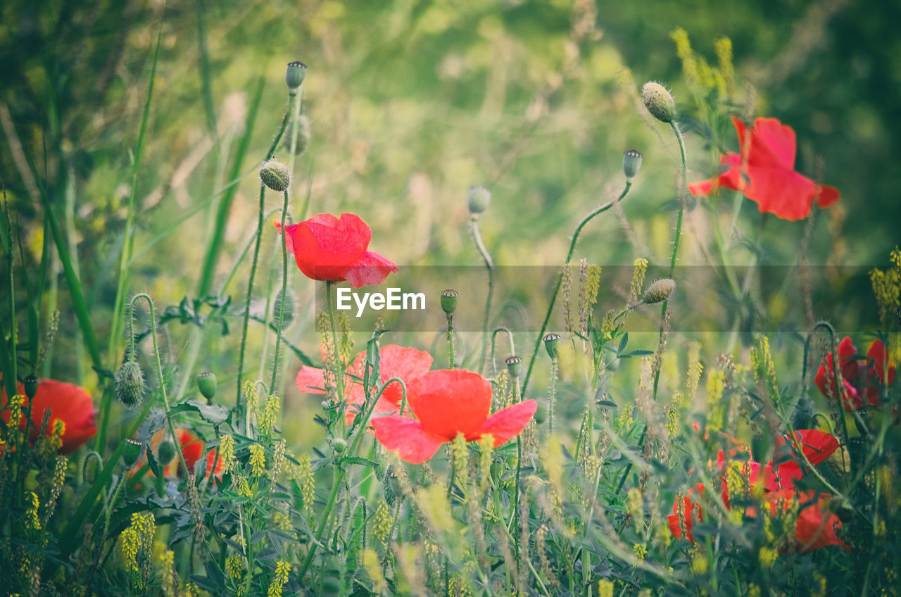 Red poppy flowers on field