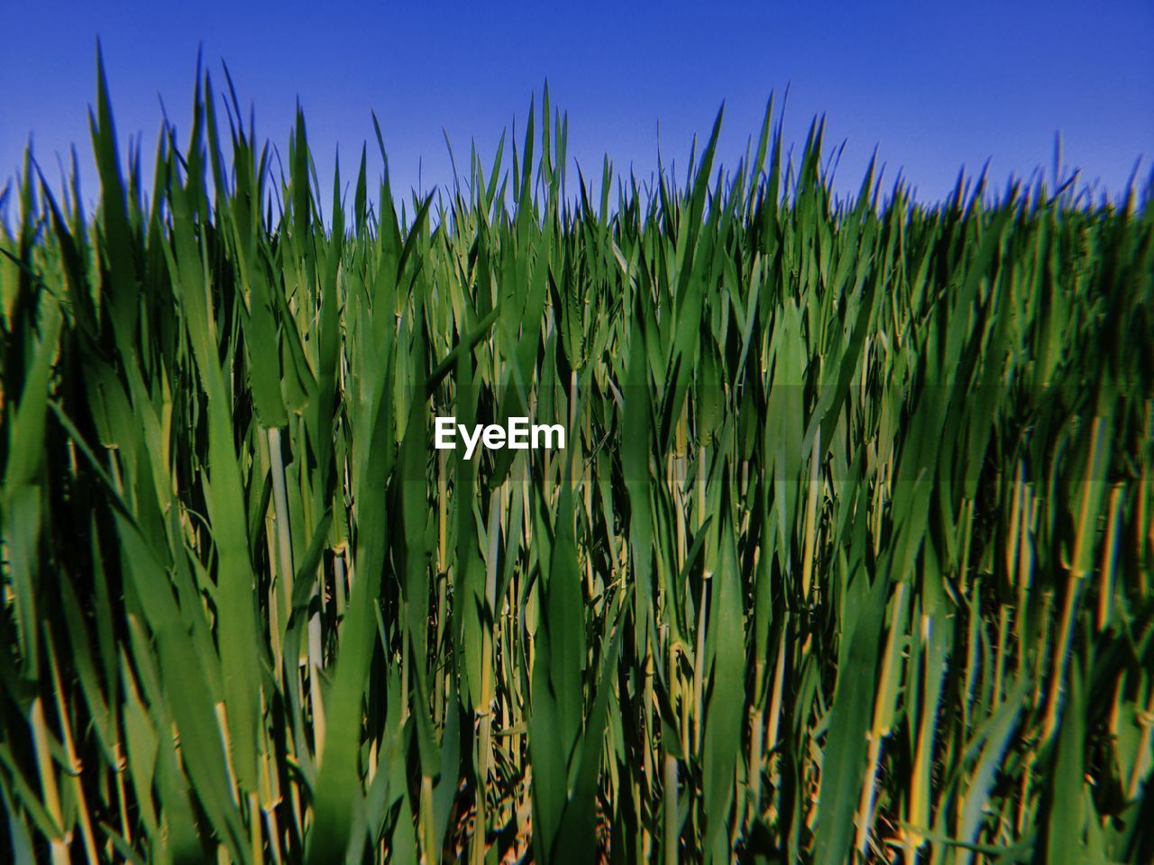 Close-up of plants against sky