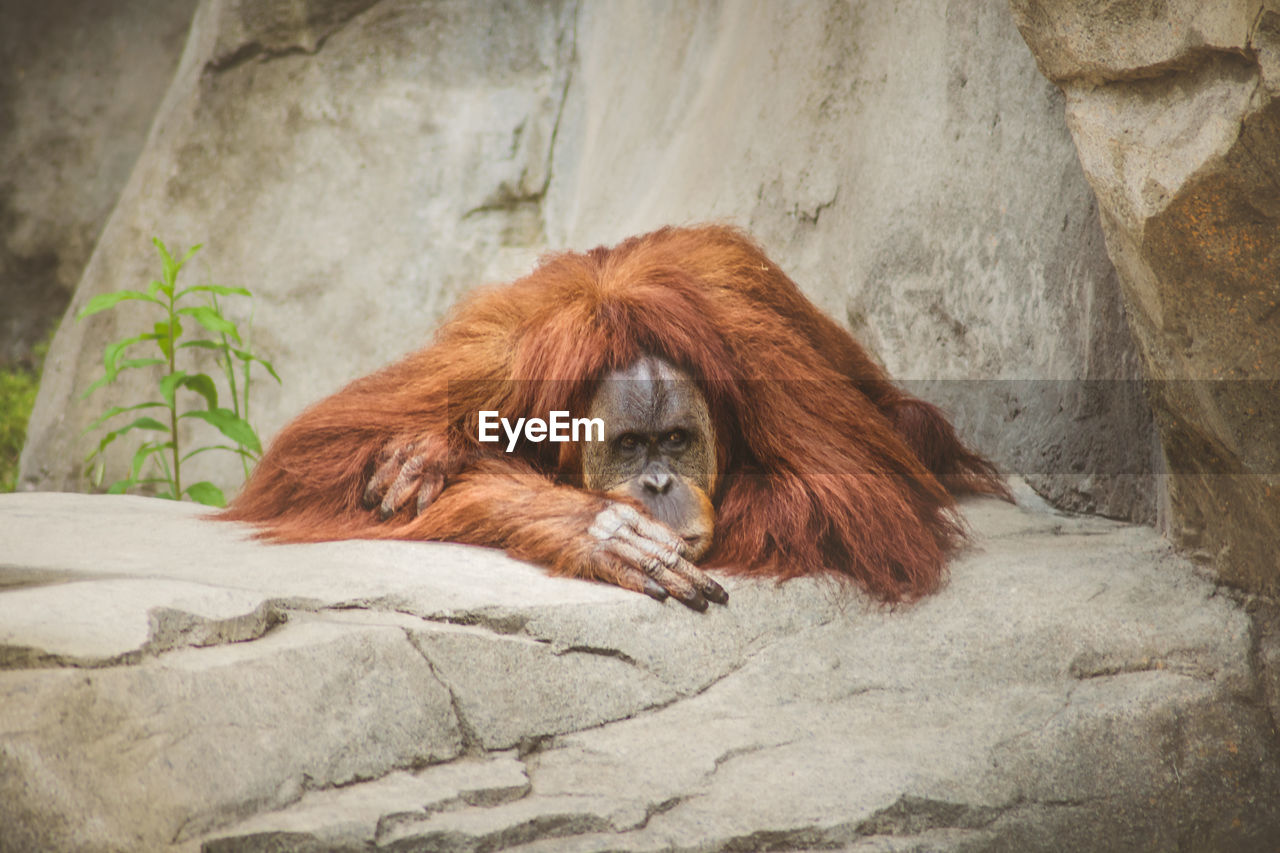 Portrait of orangutan lying on rock