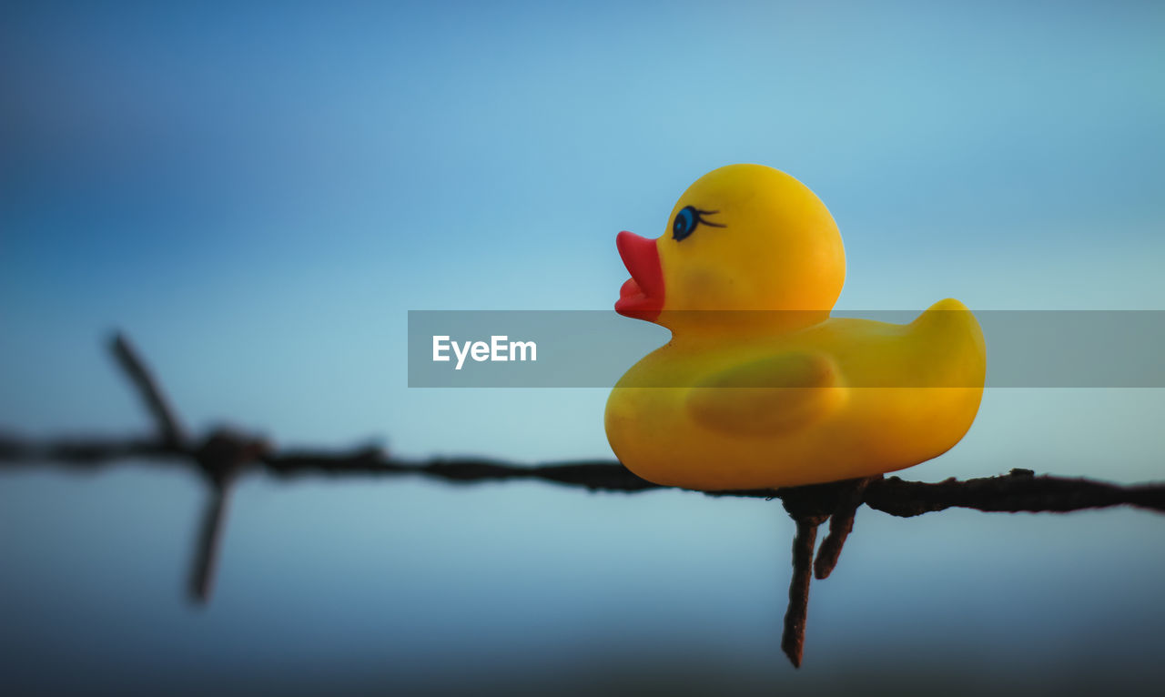 LOW ANGLE VIEW OF YELLOW BIRD ON ROCK AGAINST SKY