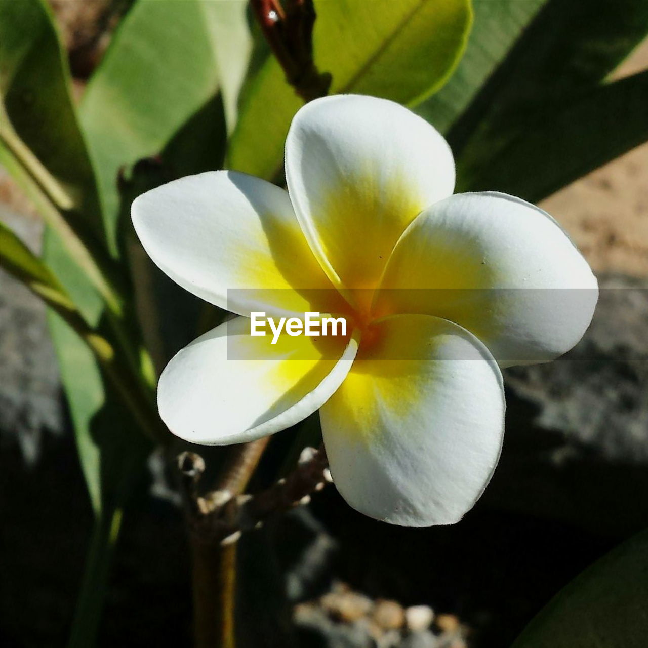 CLOSE-UP OF WHITE FLOWERS BLOOMING OUTDOORS