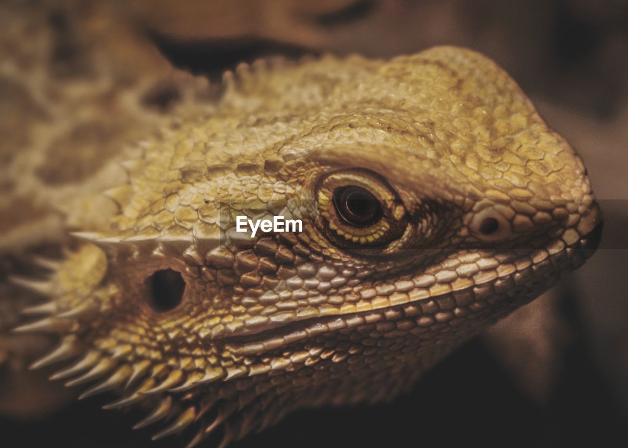CLOSE-UP OF TURTLE