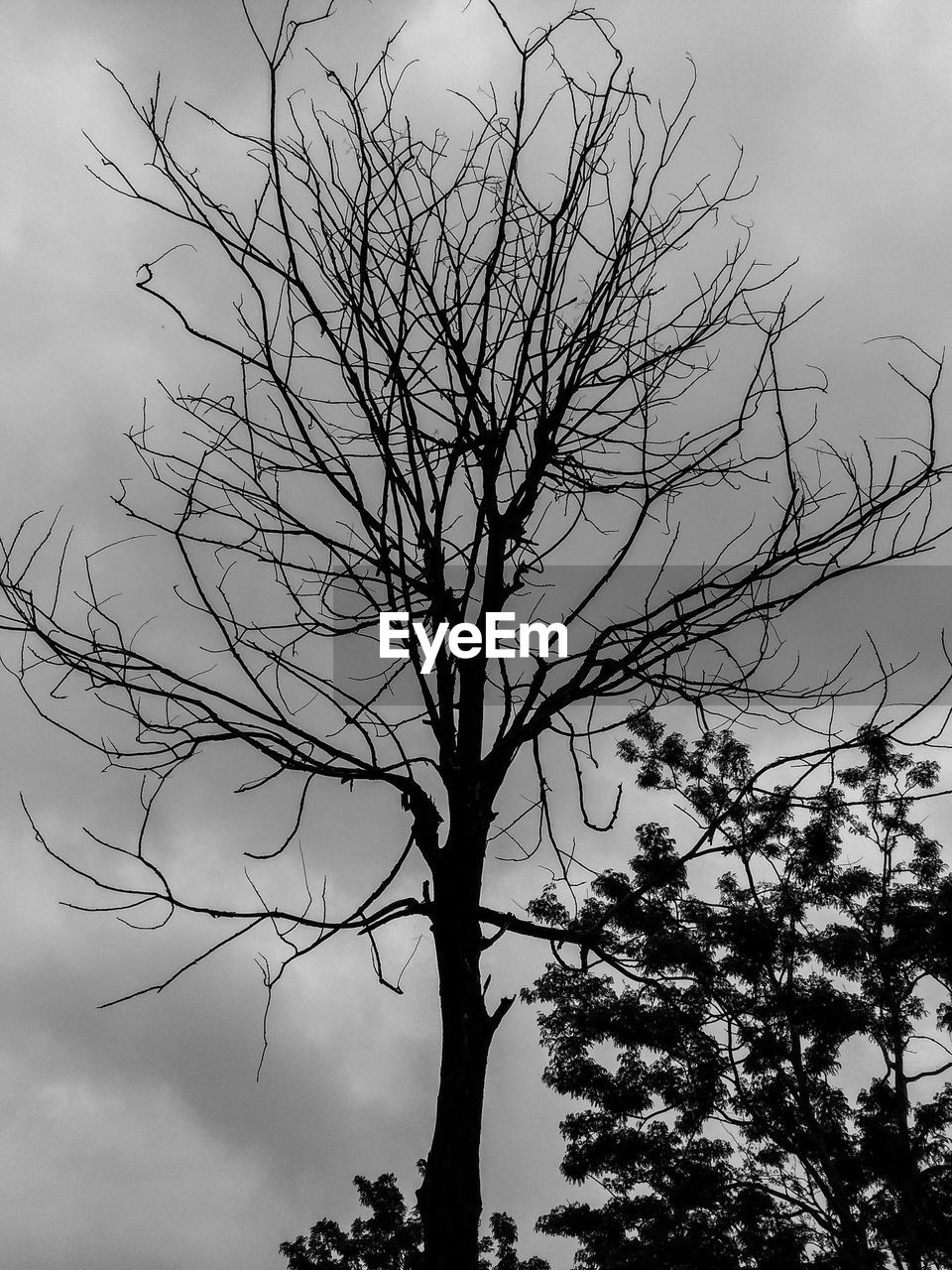 LOW ANGLE VIEW OF TREE AGAINST SKY