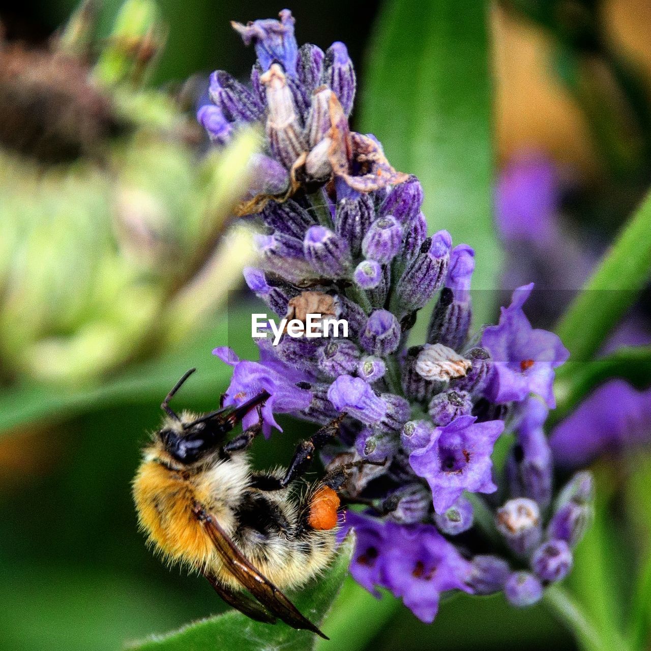 CLOSE-UP OF HONEY BEE ON PURPLE FLOWERS