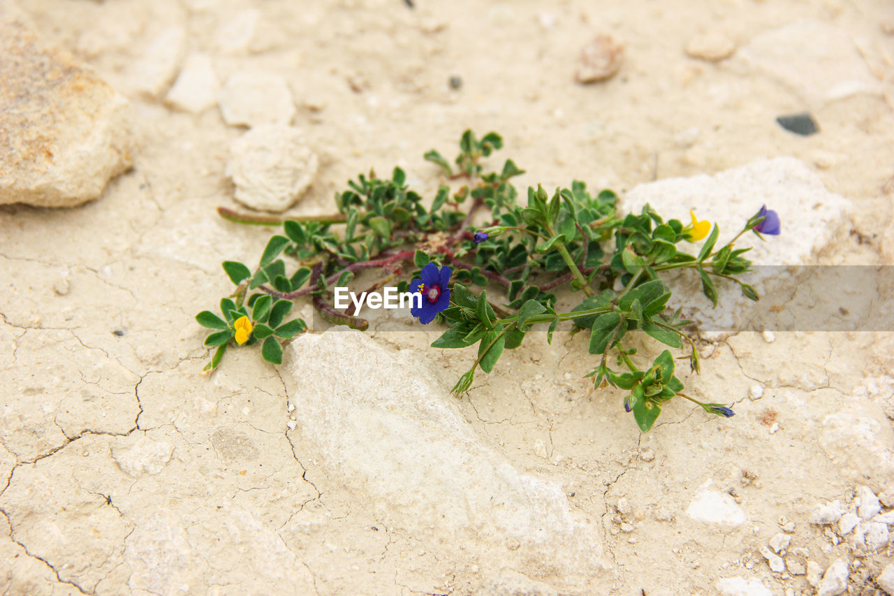 High angle view of flowering plant on rock