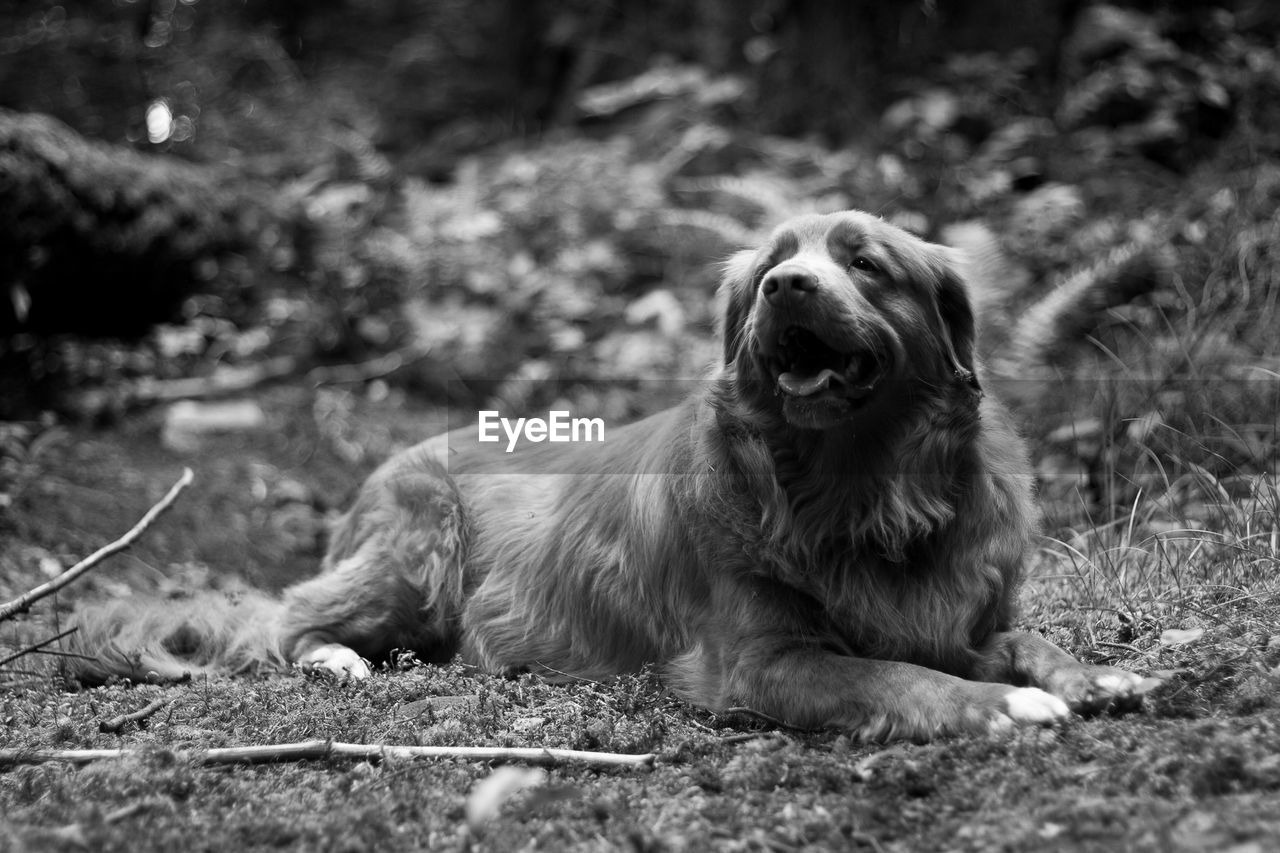 DOG LOOKING AWAY ON FIELD
