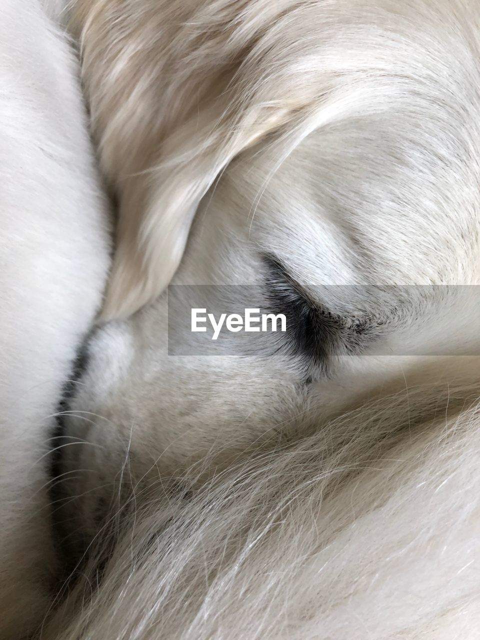 CLOSE-UP OF A DOG SLEEPING IN BED