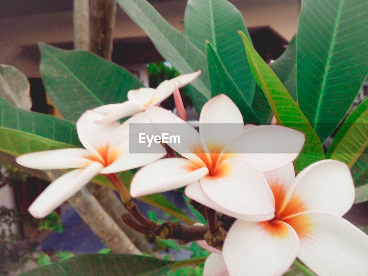 CLOSE-UP OF FLOWERS BLOOMING