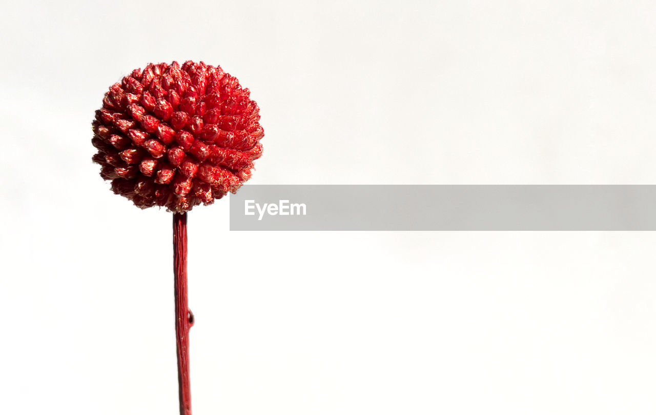 Close-up of red dried flower against white background