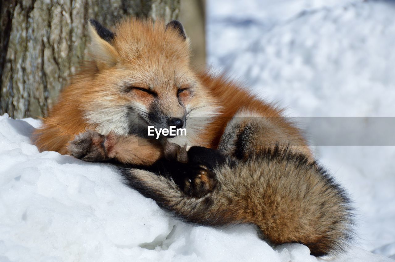 View of fox on snow