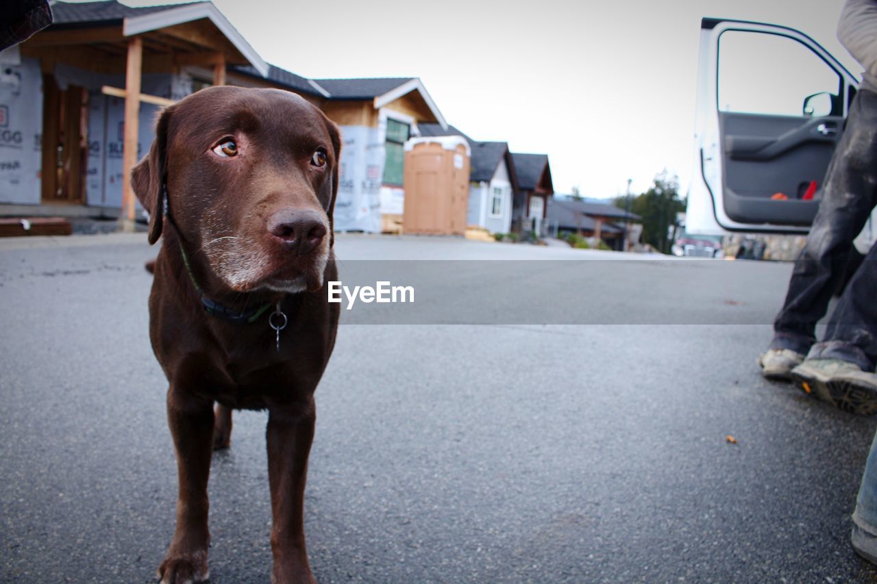 Dog standing on street against sky