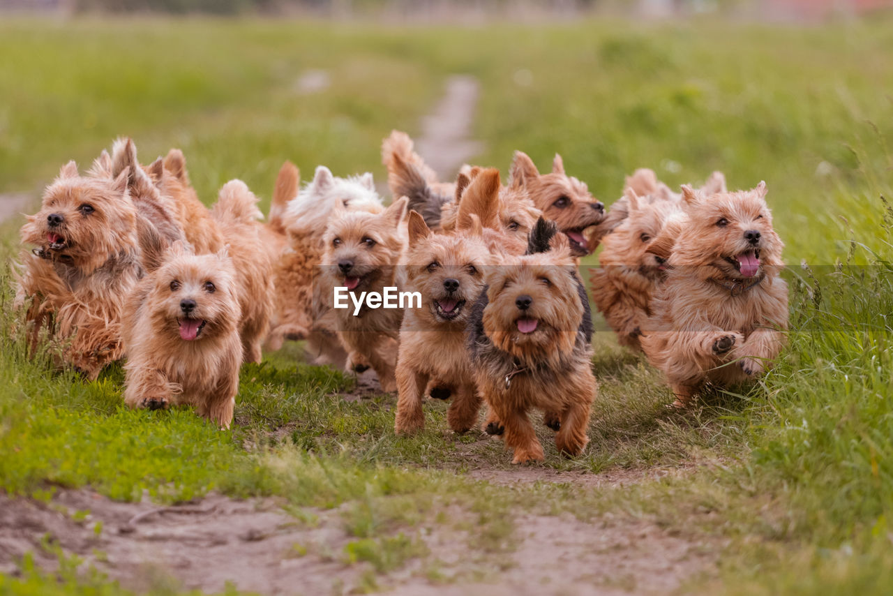 Dogs breed norwich terrier on the walk in the field
