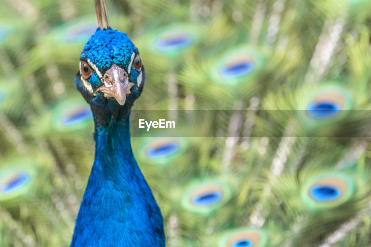 Close-up portrait of peacock