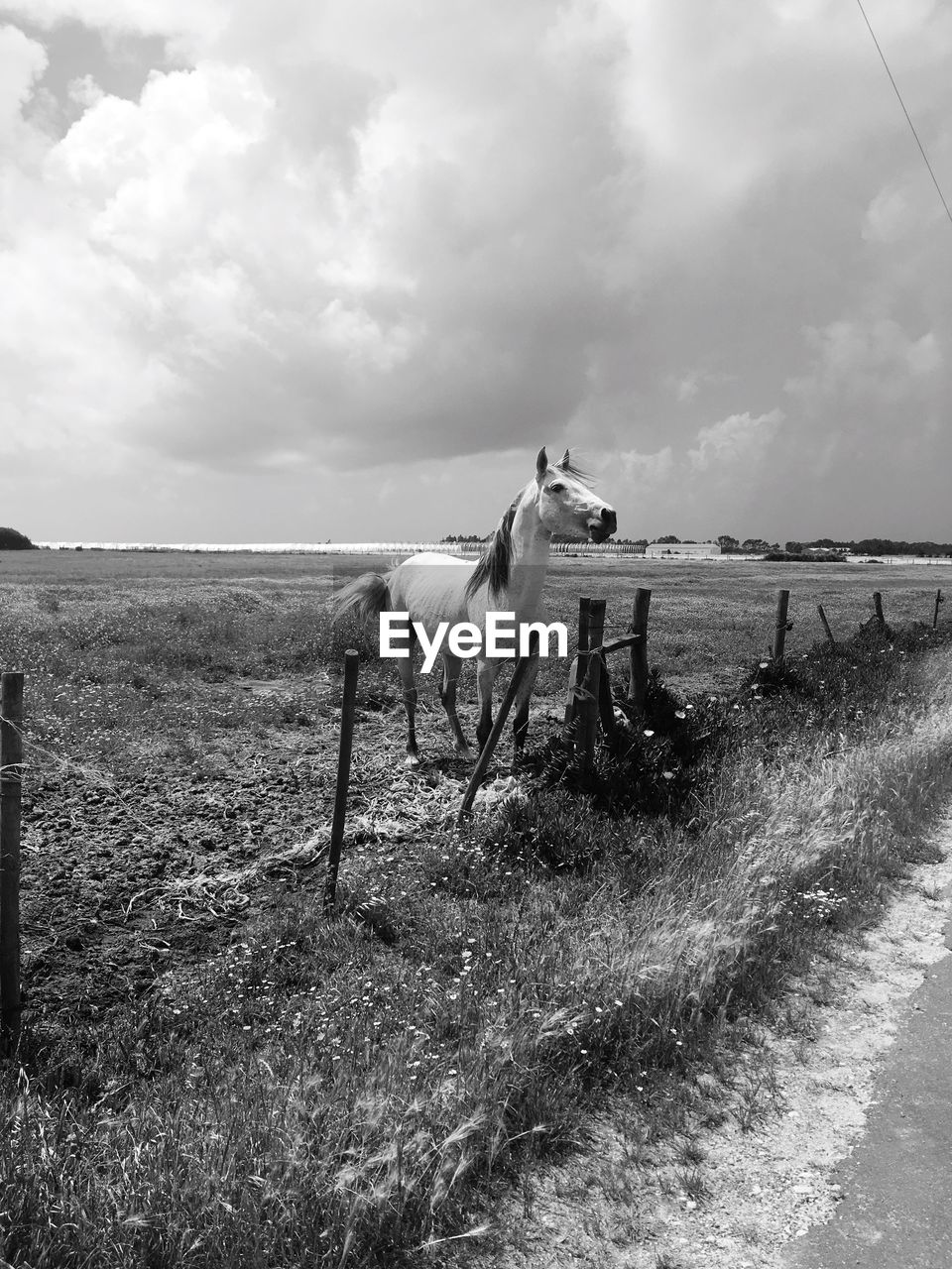 HORSE STANDING ON FIELD BY SEA AGAINST SKY