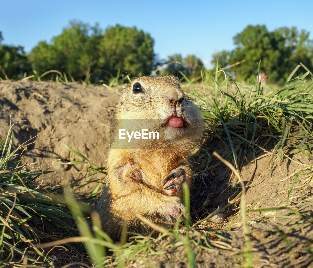animal, animal themes, mammal, animal wildlife, one animal, wildlife, nature, rodent, plant, no people, grass, eating, prairie dog, day, squirrel, outdoors, sky, close-up, food, portrait, land, tree, animal body part