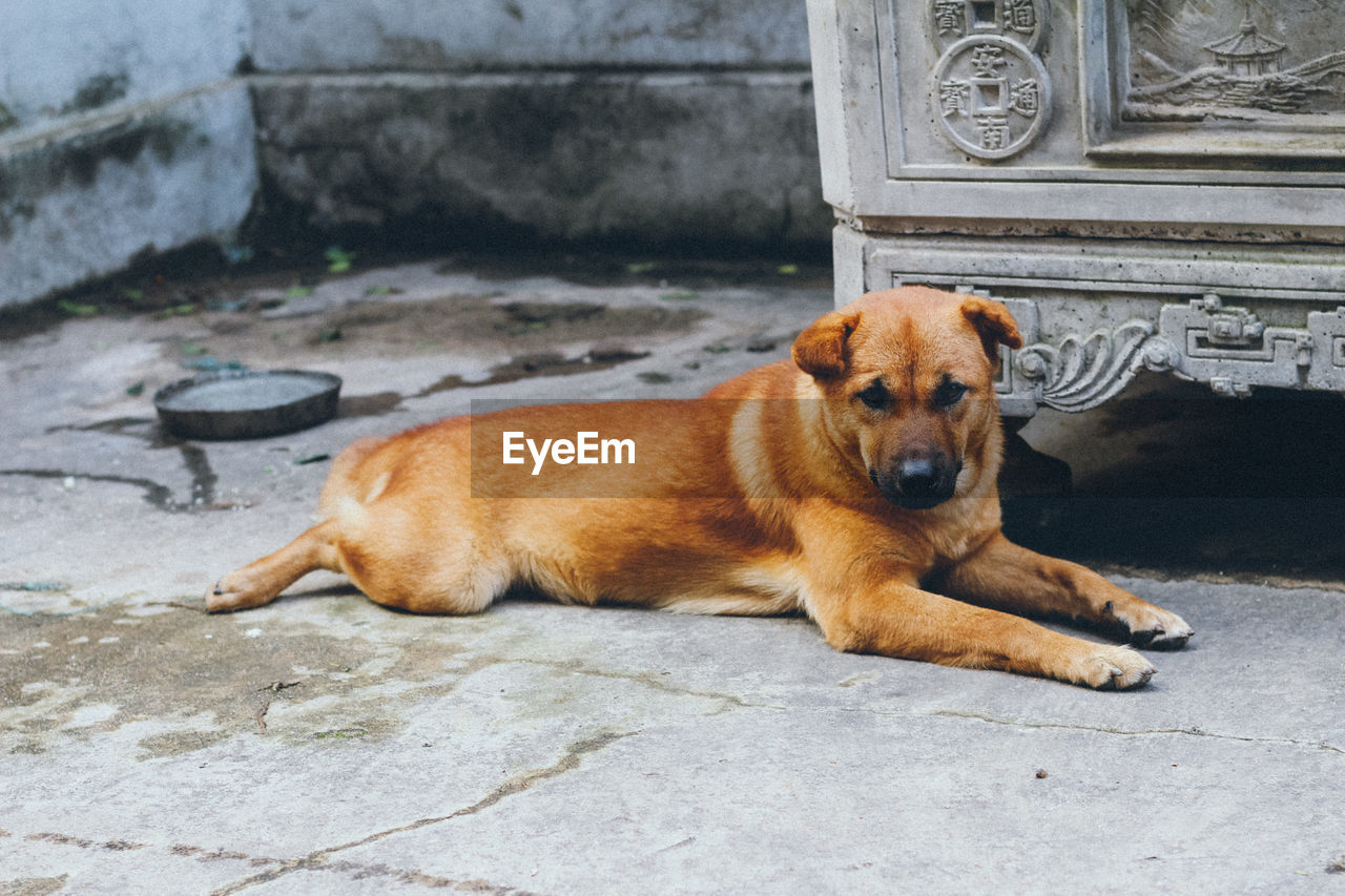 CLOSE-UP PORTRAIT OF DOG LYING DOWN ON FLOOR