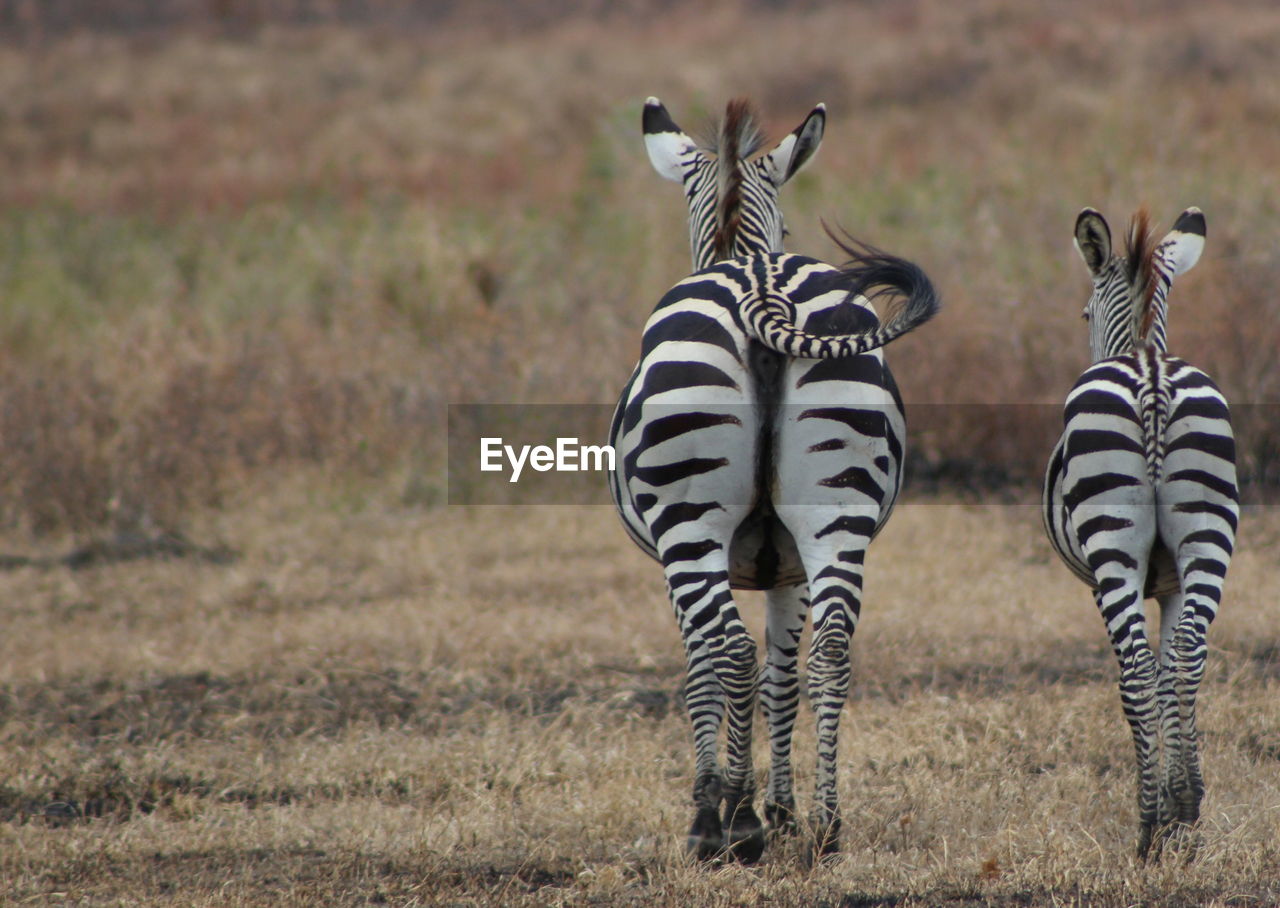 Close-up of zebra