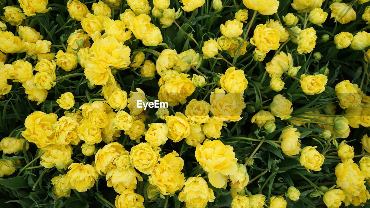full frame shot of yellow flowers